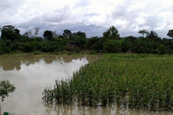 Inundaciones por  desbordamiento del río Chixoy dejaron anegadas plantaciones de maíz en 11 comunidades de Ixcán. (Foto Prensa Libre: Óscar Figueroa)