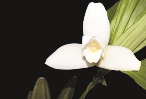 La flor  abierta tiene unos 10 cm., tamaño grande para una orquídea. (Foto Prensa Libre)