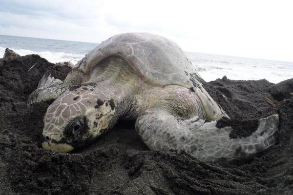 La tortuga Parlama habita en todos los mares de la región tropical y está reconocida como Patrimonio Natural del País (Foto Prensa Libre: Conap)<br _mce_bogus="1"/>
