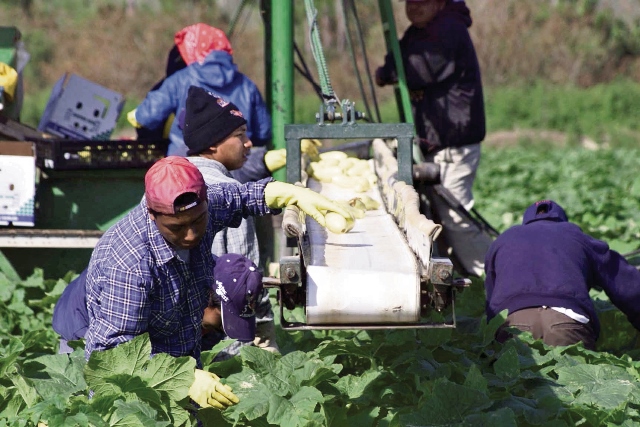 Cientos de guatemaltecos laboran en fincas en Estados Unidos. (Foto Prensa Libre: Hemeroteca PL)