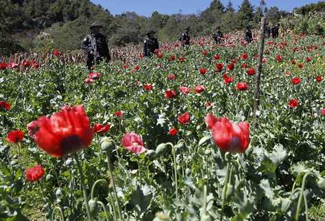 Los operativos de erradicación de amapola se realizaron entre el lunes y jueves pasado en regiones del municipio de Ixchiguán de San Marcos. (Foto Prensa Libre)