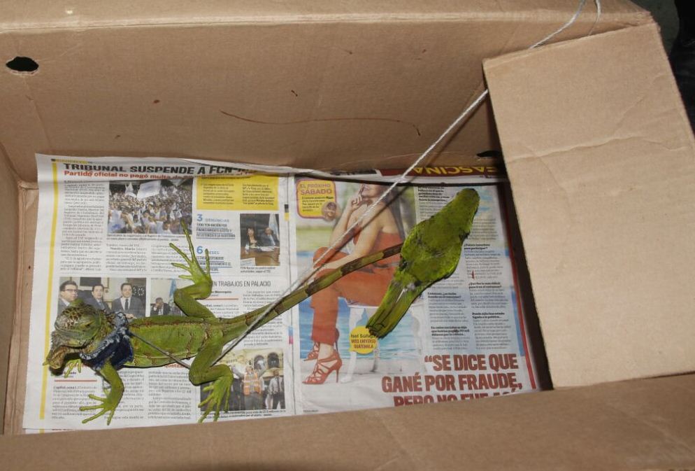 Una iguana y un perico fueron localizados durante una requisa en la cárcel de Puerto Barrios, Izabal. (Foto Prensa Libre: PNC)