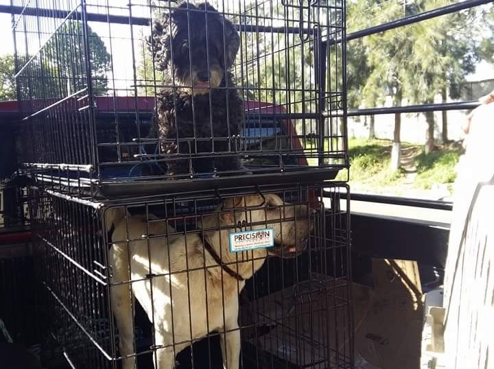 Perros que pertenecían a Byron Lima fueron rescatados de la cárcel. (Foto Prensa Libre: Cortesía)