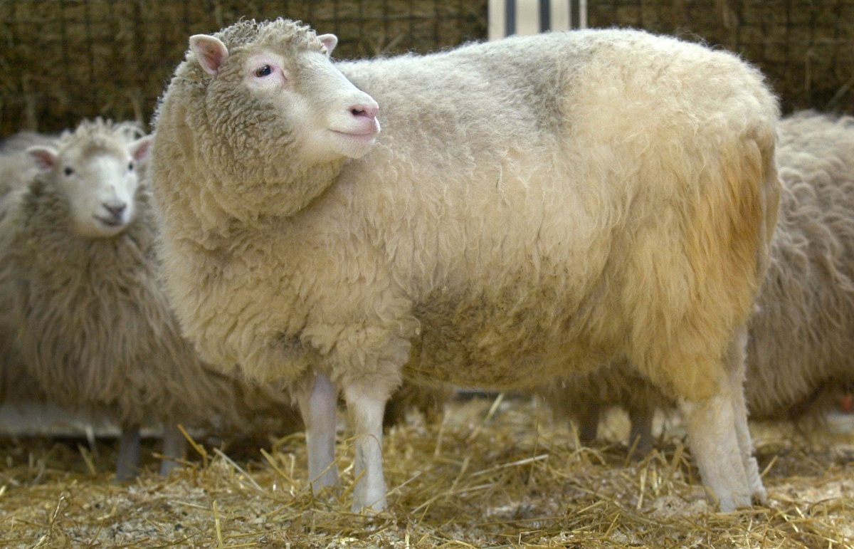 La oveja "Dolly" se convirtió en el primer mamífero clonado en 1996. (Foto: AFP)