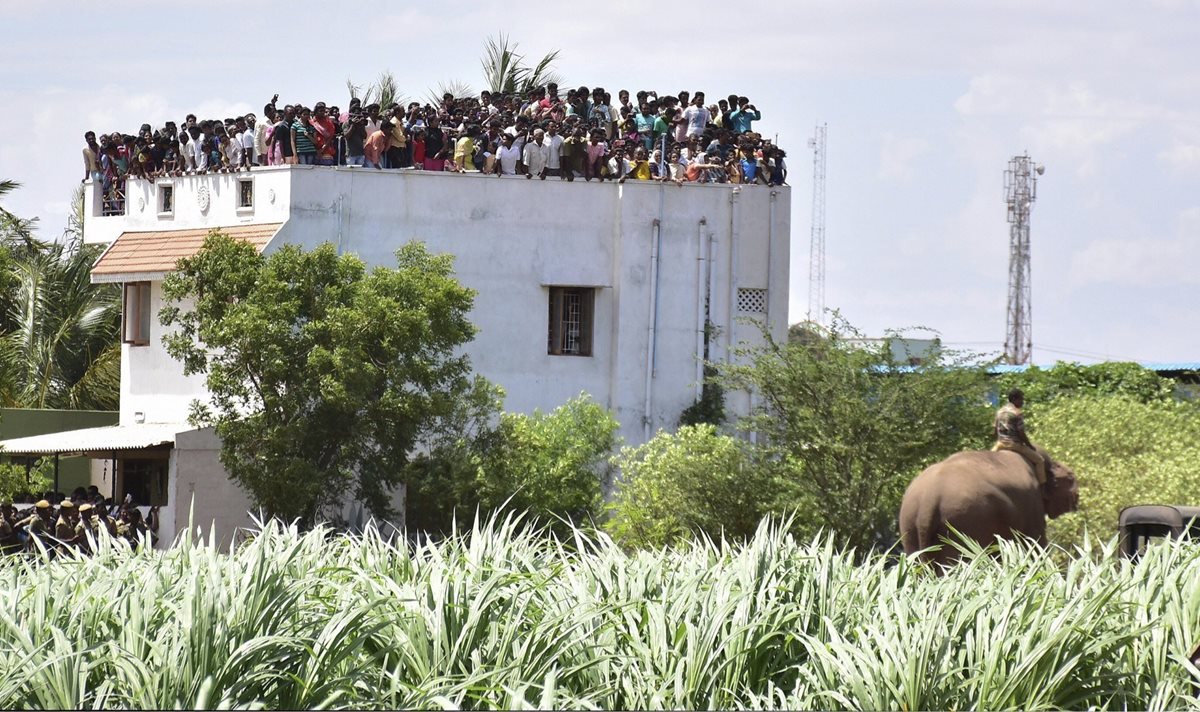 Guardias forestales busca al elefante que mató a cuatro, frente a pobladores aterrados. (Foto Prensa Libre: EFE)
