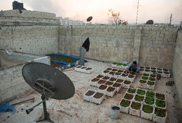 Un sirio cultiva hortalizas en la terraza de una casa en Kalasseh, en Alepo.(Foto Prensa Libre: AFP)