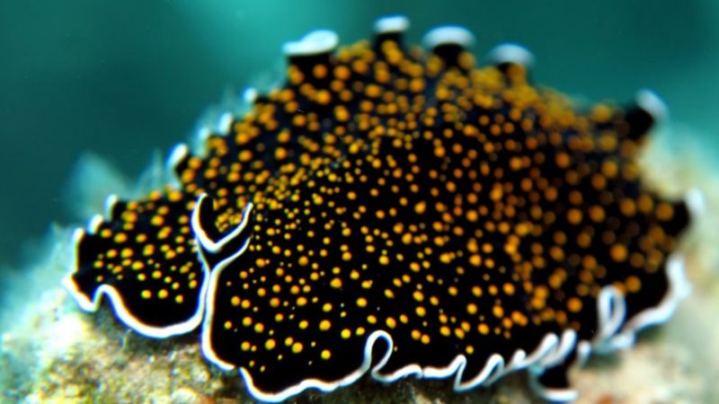 Organización. (Getty Images).