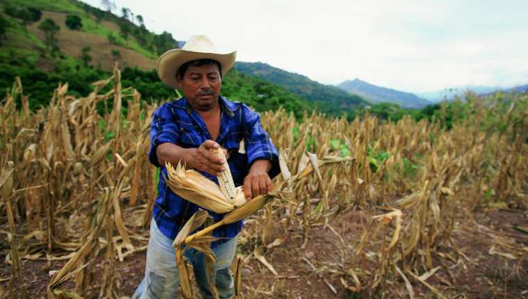 El Corredor Seco guatemalteco es constantemente afectado por sequías. La ciencia e investigación pueden ayudar a reducir la vulnerabilidad ante este fenómeno. (Foto Prensa Libre: Hemeroteca PL)