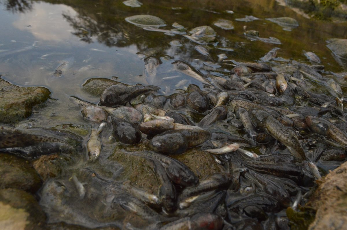 Decenas de peces fueron hallados en el río Los Esclavos. Pobladores de varias comunidades están en alerta por posible contaminación.(Foto Prensa Libre: Oswaldo Cardona)