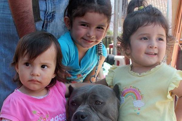 El Club de Pitbull de Cobán realizó una exposición de esta raza canina en el Parque Central. (FOTO PRENSA LIBRE: Eduardo Sam)<br _mce_bogus="1"/>