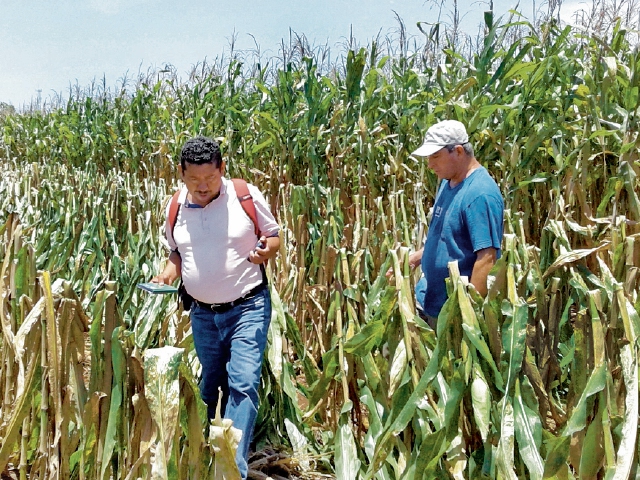 Chinche de encaje provocó daños en cultivos de maíz en Retalhuleu. (Foto Prensa Libre: Melvin Jacinto)