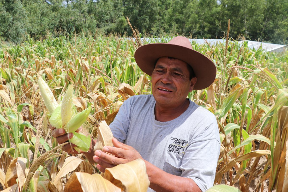 Joyabaj es el municipio de Quiché con más daños en la agricultura por la falta de lluvia. (Foto Prensa Libre: Héctor Cordero)