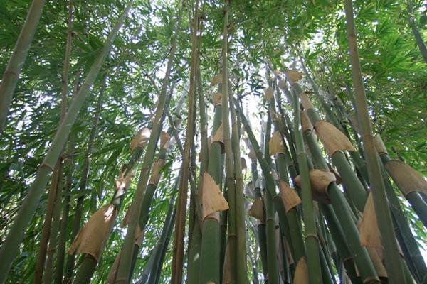 En Guatemala se siembran unas 12 mil hectáreas de bambú. (Foto Prensa Libre: Archivo)