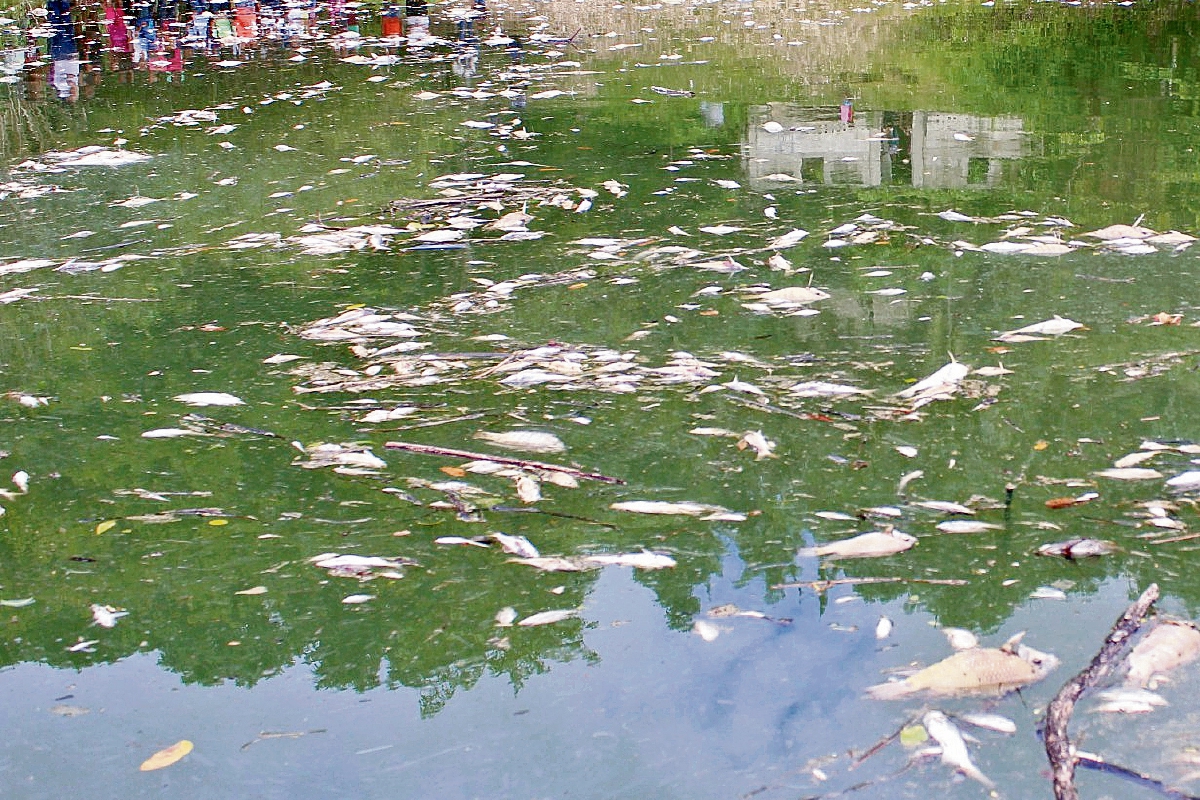 Miles de peces y otras especies marinas han muerto por la contaminación de al menos 185 kilómetros del río La Pasión, Sayaché, Petén.