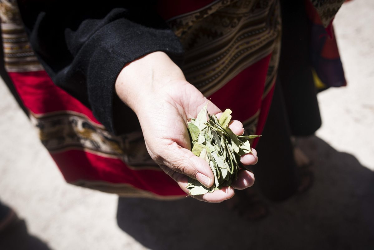 <em>La hoja de coca se considera un producto medicinal en Bolivia. (Foto Prensa Libre: EFE).</em>