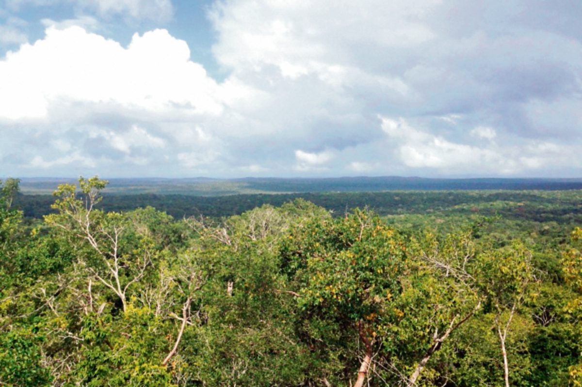 Vista de la selva que rodea al sitio El Mirador desde la pirámide de La Danta. (Foto Prensa Libre: Rigoberto Escobar)