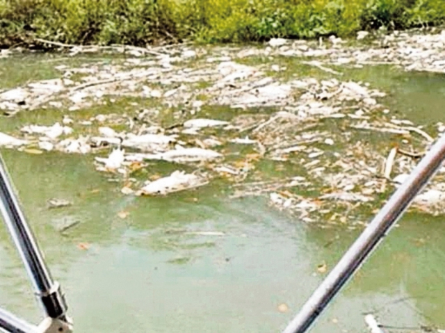 En 2015 una contaminación masiva provocó la muerte de unas 40 toneladas de peces en el río La Pasión. (Foto Prensa Libre: HemerotecaPL)