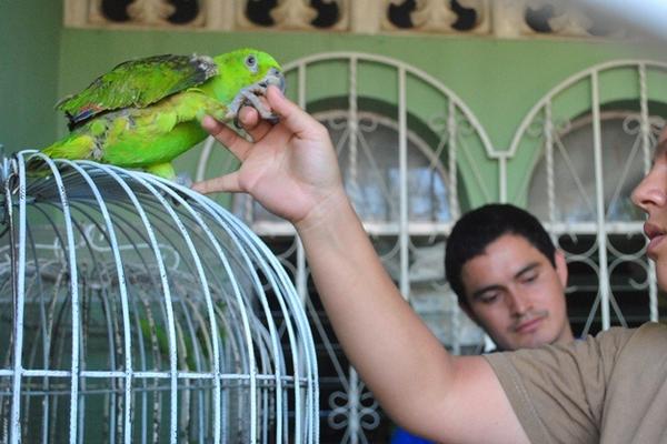 Uno de los loros que las autoridades decomisaron en la ciudad de Retalhuleu. (Foto Prensa Libre: Jorge Tizol) <br _mce_bogus="1"/>