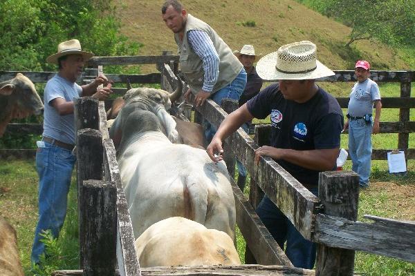 Técnicos del Maga vacunan reses en Lívingston, Izabal, para prevenir la rabia.