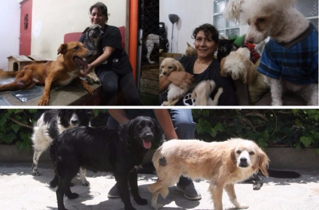 Estos caninos han sido rescatados de las calles (Foto Prensa Libre: Ana Lucía Ola)