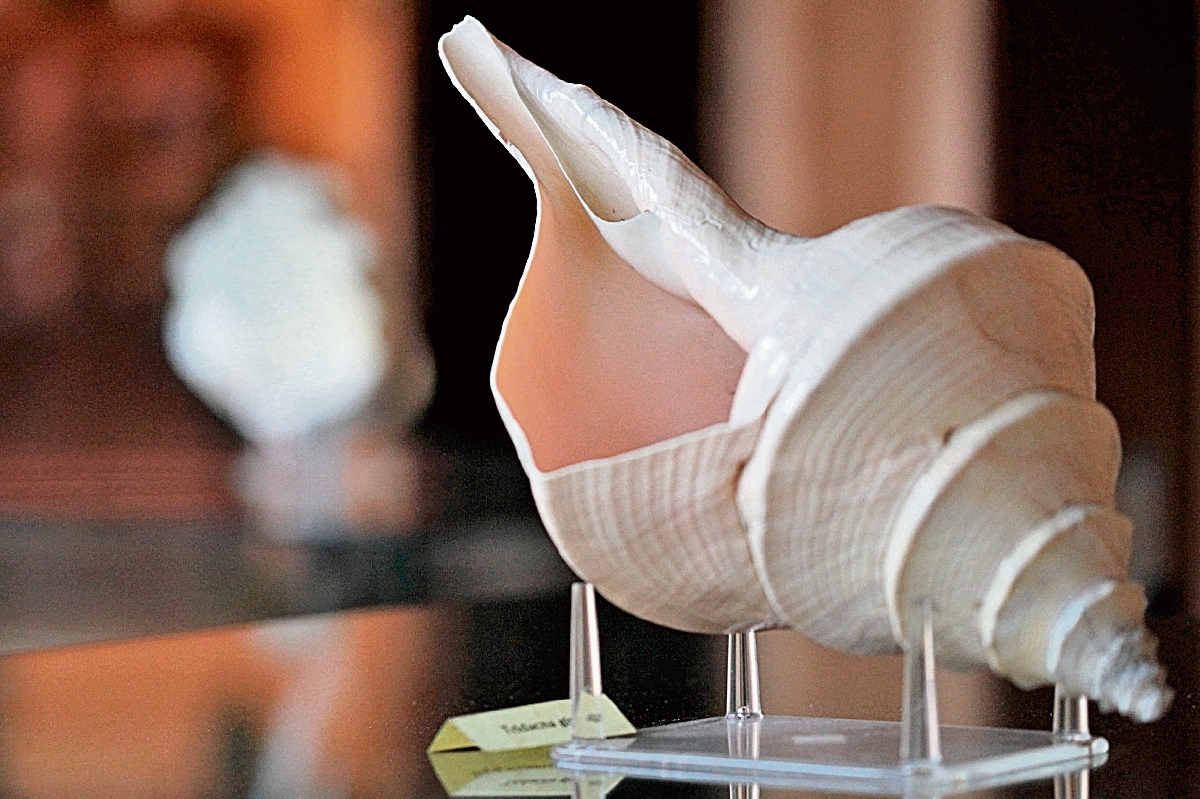 Variedad de moluscos extraídos del mar de Perú se aprecian en la exhibición que alberga Casa Mima y que cierra en abril.
