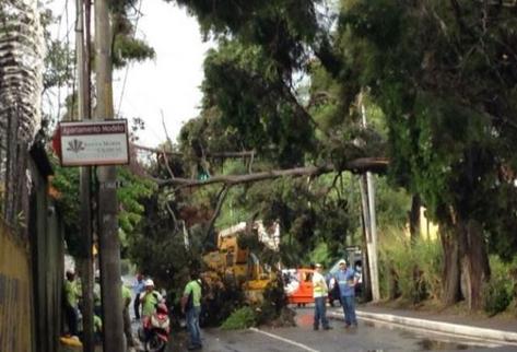 Varios árboles cayeron debido a la lluvia acompañada de fuertes vientos en un sector de la zona 11. (Foto Prensa Libre: Oscar Rivas)