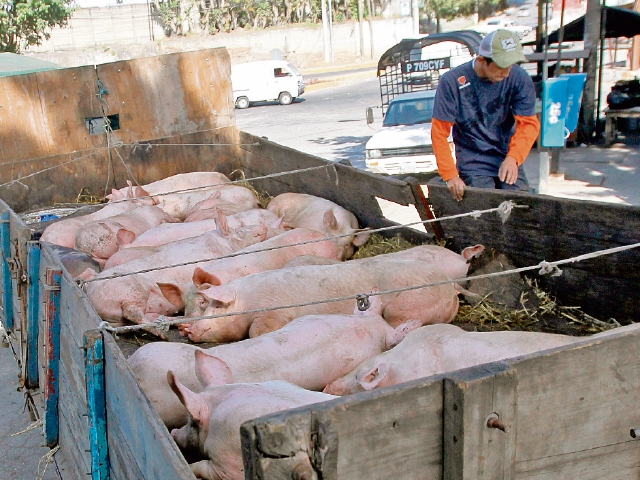 Cerdos del país serán identificados con el objetivo de saber su origen y su paso por toda la cadena de comercialización. (Foto Prensa Libre: Hemeroteca)