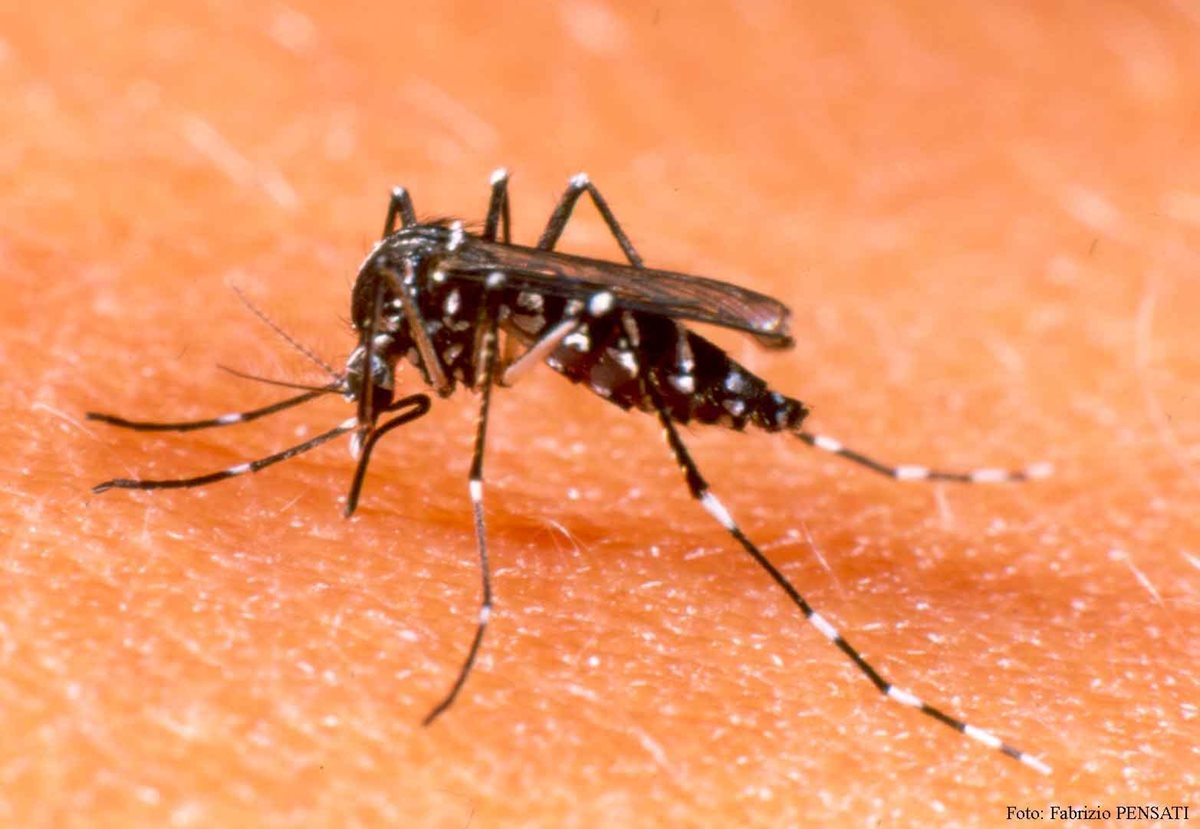 El zika, endémico del oeste de África, es transmitido por el mismo mosquito responsable del dengue. (Foto Prensa Libre: Hemeroteca PL).