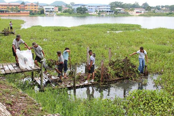 Decenas de voluntarios retiran la ninfa y desechos del lago Petén Itzá. (Foto Prensa Libre: Rigoberto Escobar)<br _mce_bogus="1"/>