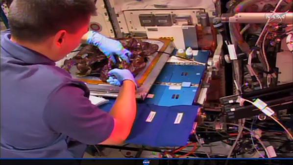 Un astronauta prepara la lechuga morada cultivad en el espacio. (Foto Prensa Libre: @NASA).