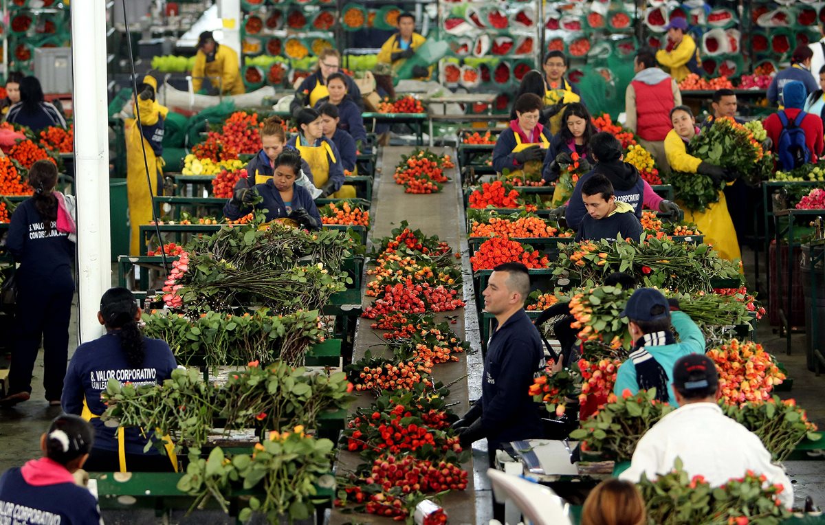 Millones de rosas pasan por un largo proceso desde que se plantan hasta que llagan a manos de los enamorados. (Foto Prensa Libre: EFE)