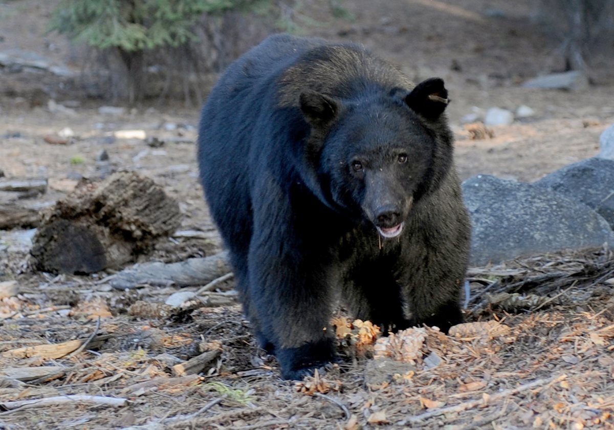 La temporada de caza de osos negros fue reabierta por primera vez hace 21 años en medio de una polémica en Florida.(Foto Prensa Libre: AFP).