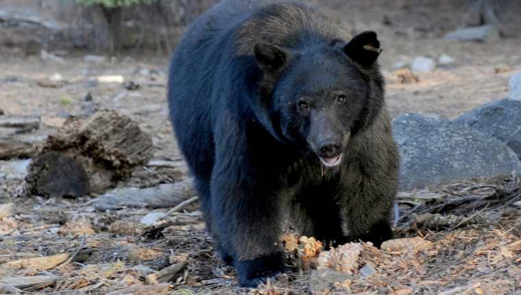 La temporada de caza de osos negros fue reabierta por primera vez hace 21 años en medio de una polémica en Florida.(Foto Prensa Libre: AFP).