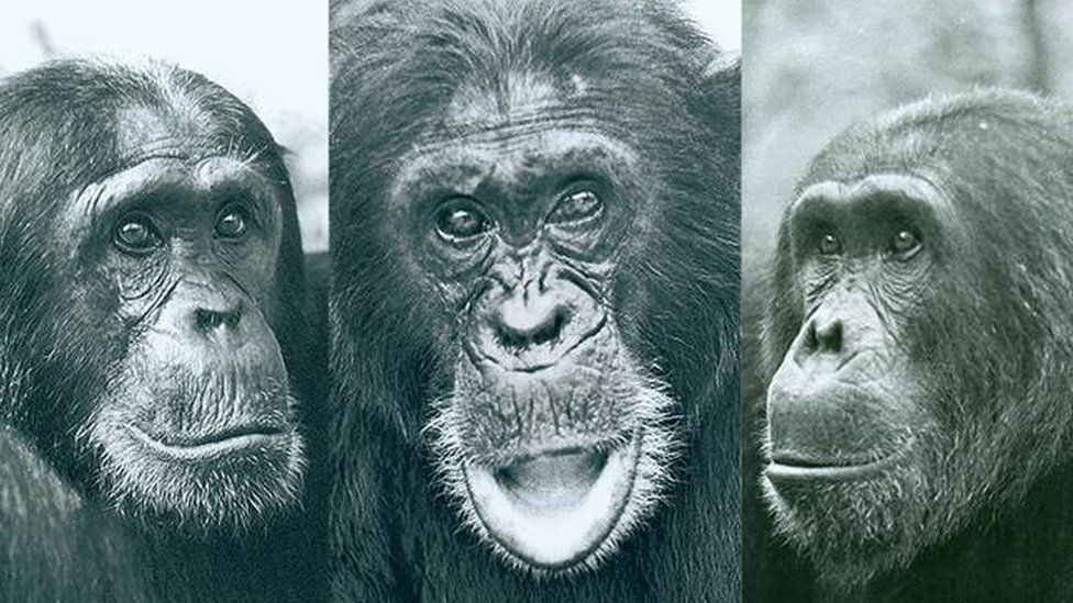 La elección de Humphrey como macho alfa generó tensión en la comunidad de chimpancés del Parque Nacional de Gombe con dos rivales, Charlie y Hugh. GEZA TELEKI