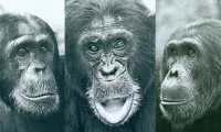 La elección de Humphrey como macho alfa generó tensión en la comunidad de chimpancés del Parque Nacional de Gombe con dos rivales, Charlie y Hugh. GEZA TELEKI