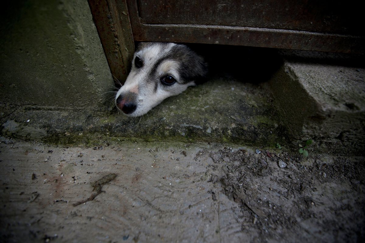 Un perro abandonado por sus dueños asoma la cabeza debajo de una puerta, en el refugio privado Funasissi, en Caracas, Venezuela. (Foto Prensa Libre: AP).