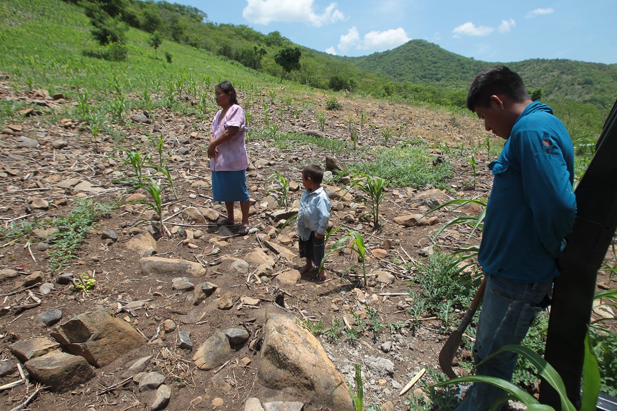 La falta de lluvia ha dañado cultivos de maíz y frijol de 430 comunidades. (Foto Prensa Libre: Hemeroteca PL)