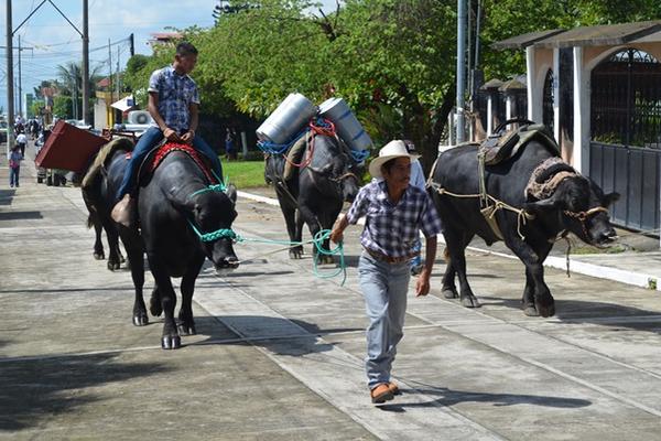 Búfalos de agua fueron parte del desfile hípico en la feria de San   Martín Zapotitlán, Retalhuleu. (Foto Prensa Libre: Jorge Tizol)