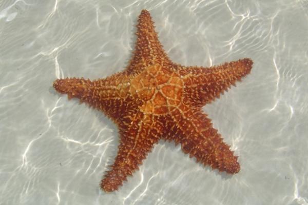 Sustancia de la estrella de mar puede ayudar a combatir la artritis y asma.