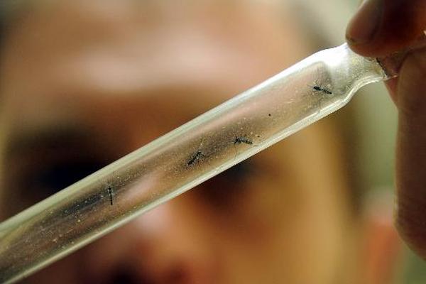 Un científico examina un tubo de ensayo con mosquitos en Montpellier. (Foto Prensa Libre: AFP.)