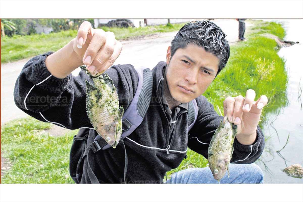 Un vecino muestra dos peces muertos en la laguna Las Garzas, San Antonio Ilotenango, Quiché, en donde fueron encontrados centenares de peces muertos. 2/7/2010. (Foto: Hemeroteca PL)