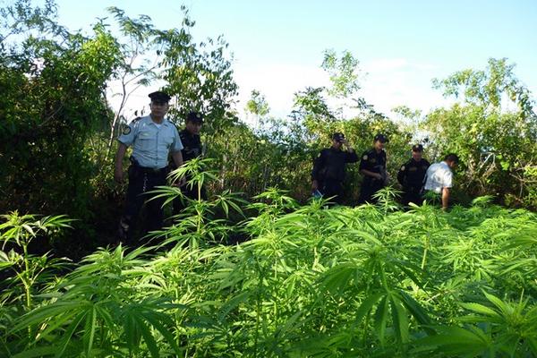 Autoridades trabajan en el lugar donde fueron destruidas las matas de marihuana en San Luis. (Foto Prensa Libre: Rigoberto Escobar) <br _mce_bogus="1"/>