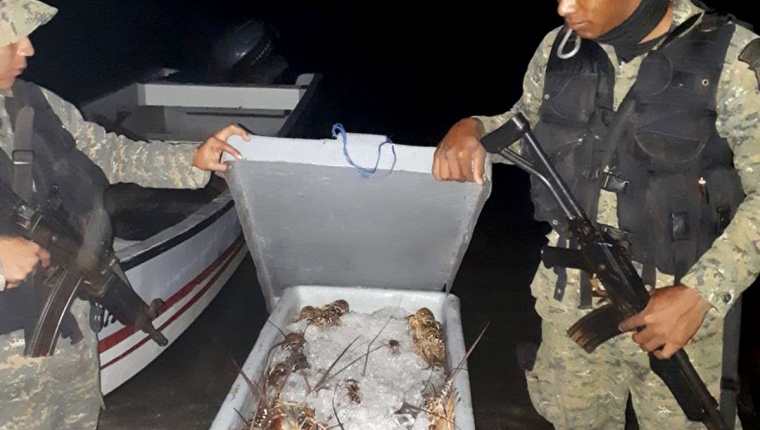 Parte de las langostas decomisadas a los tres capturados en Lívingston. (Foto Prensa Libre: Cortesía).