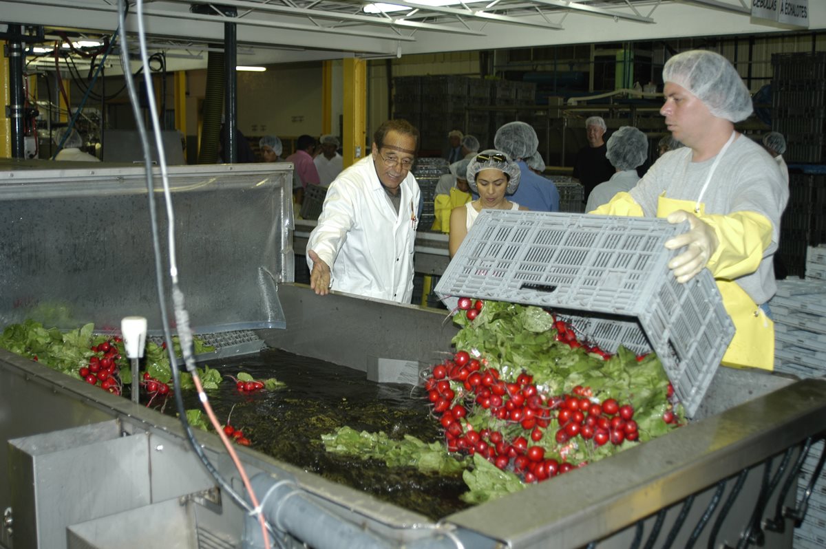 Trabajadores Guatemaltecos participan en el Programa Trabajadores Temporales en Canada. (Foto Prensa Libre)