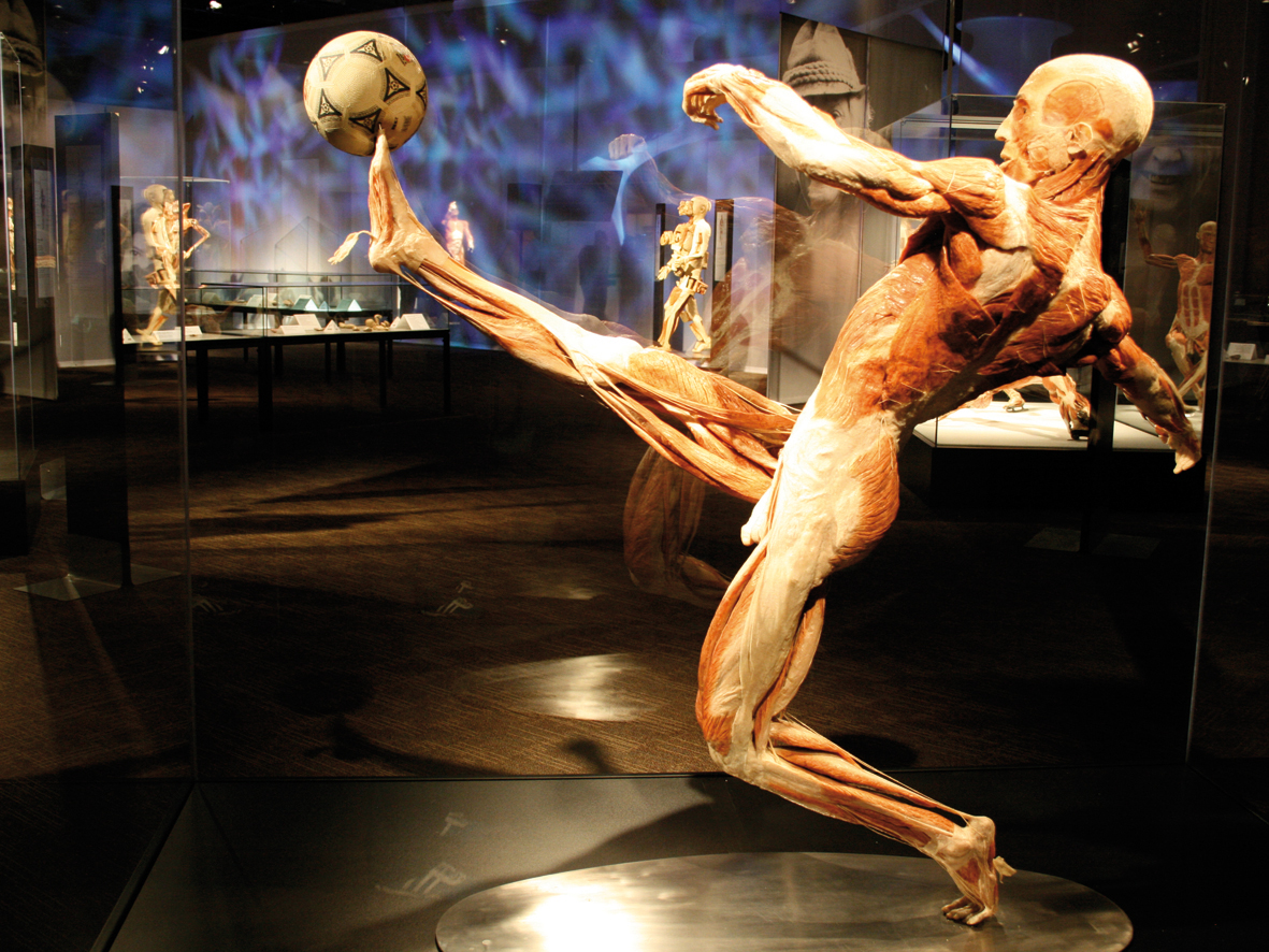 Las poses de los cuerpos ofrece una perspectiva de toda la musculatura. (Foto Prensa Libre: Cortesía Body Worlds)