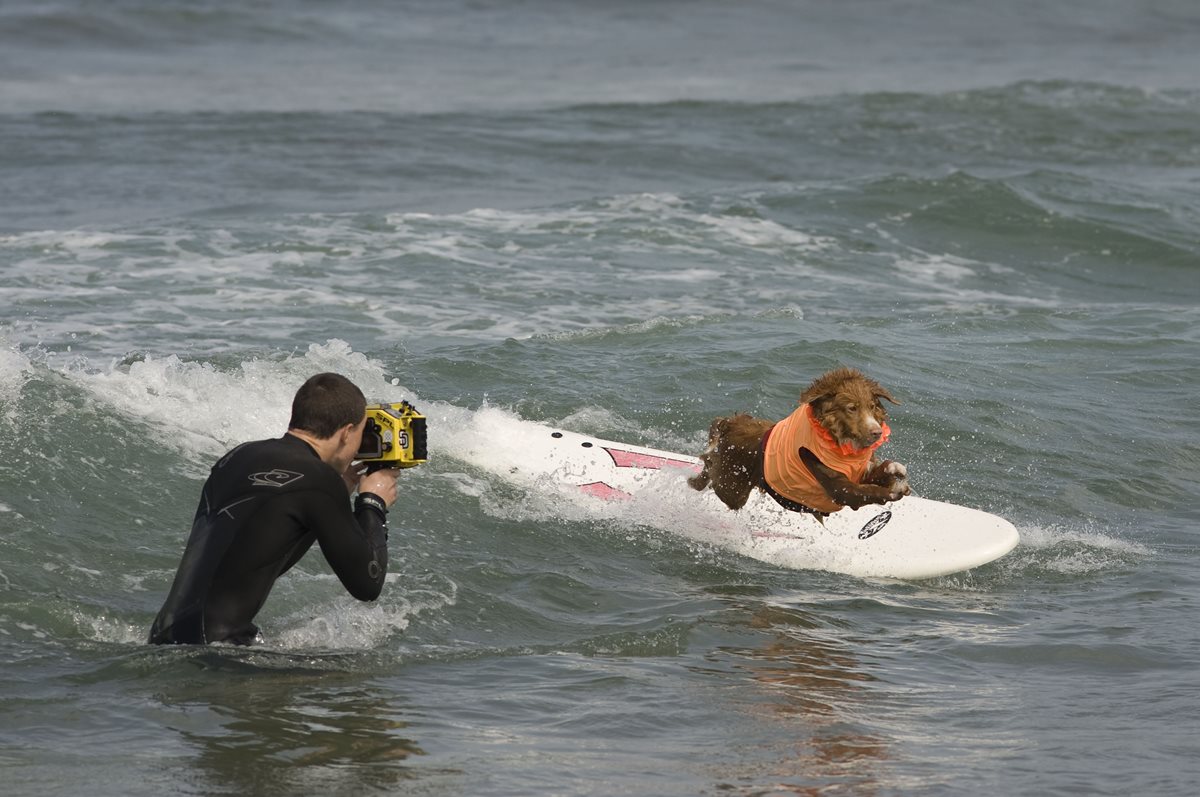 Perros surfistas causan sensación en playa estadounidense. (Foto Prensa Libre: EFE).