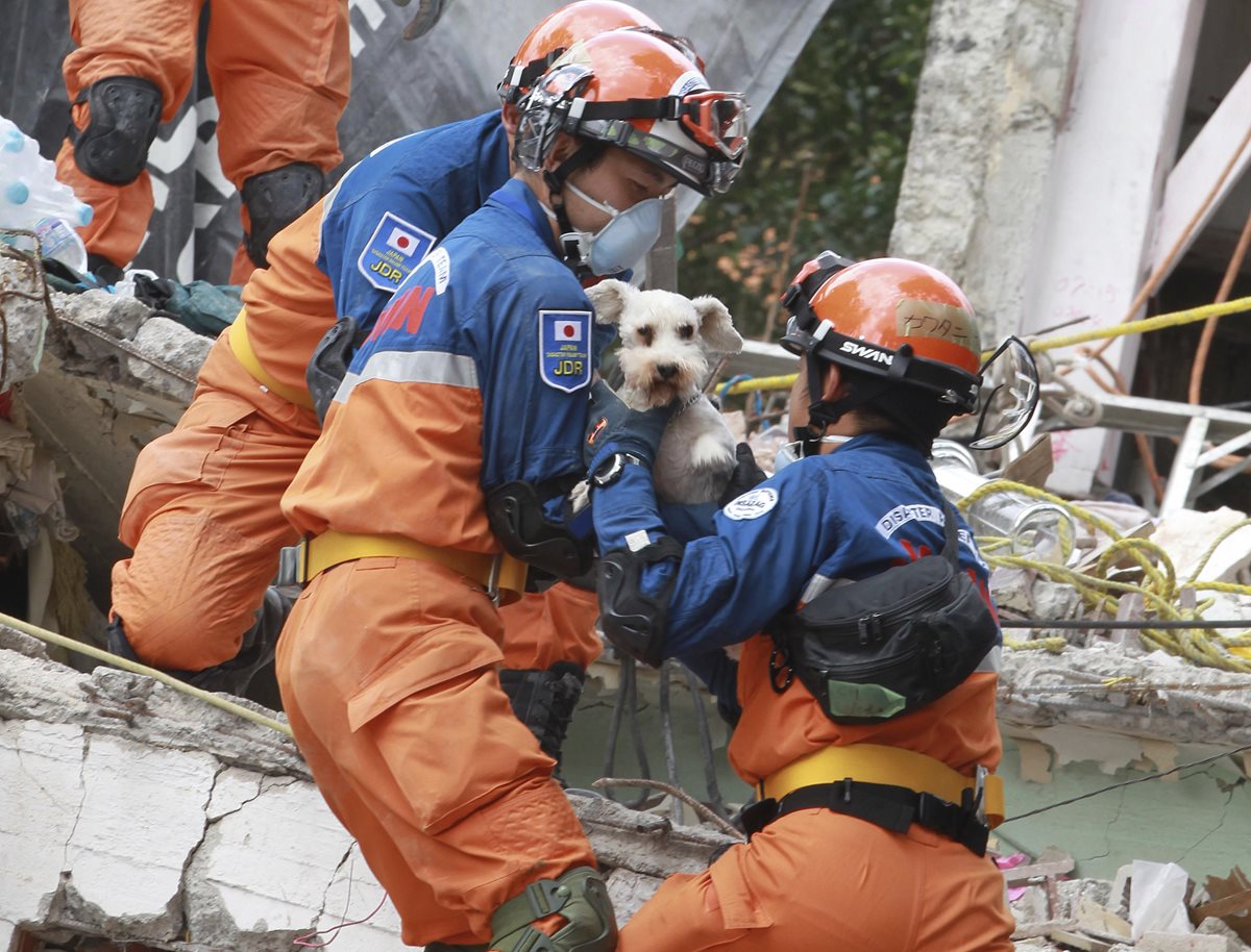 Decenas de mascotas han sido rescatadas luego del terremoto ocurrido en México, que ha dejado al menos 324 personas muertas. (Foto Prensa Libre: EFE)