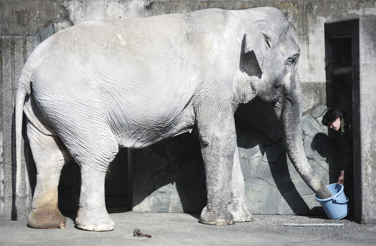 Hanako, la elefanta más longeva de Japón. (Foto Prensa Libre: AP).