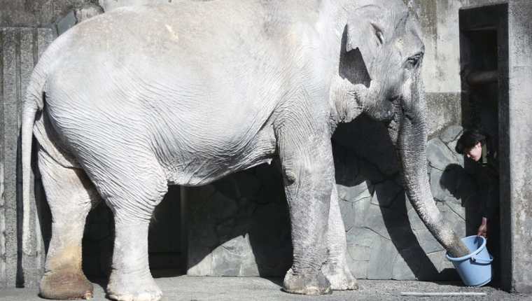Hanako, la elefanta más longeva de Japón. (Foto Prensa Libre: AP).