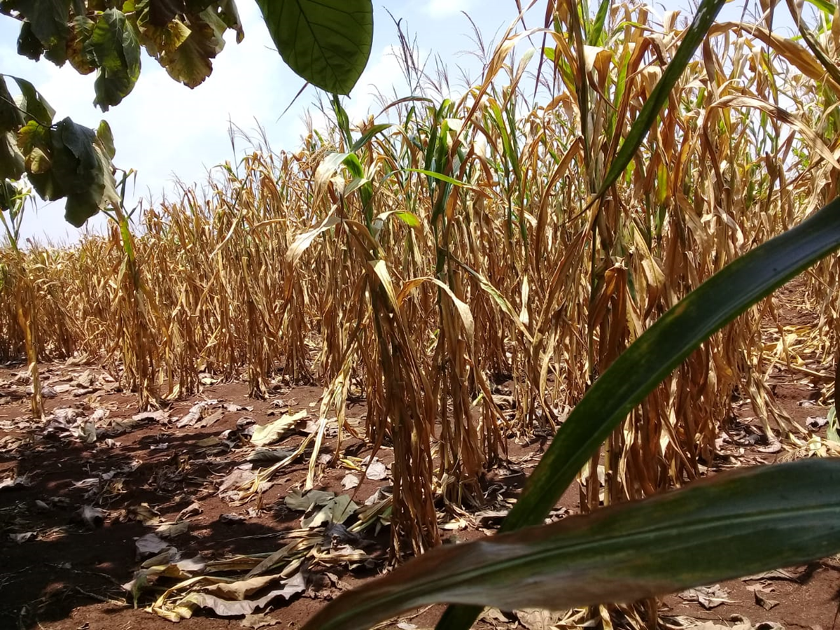 Cultivos secos en Champerico, Retalhuleu. Solo en ese municipio se estima que cuatro mil 800 familias fueron afectadas. (Foto: Redsag)